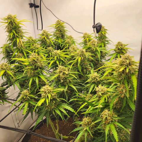 Apple Fritter growlog timeline photo