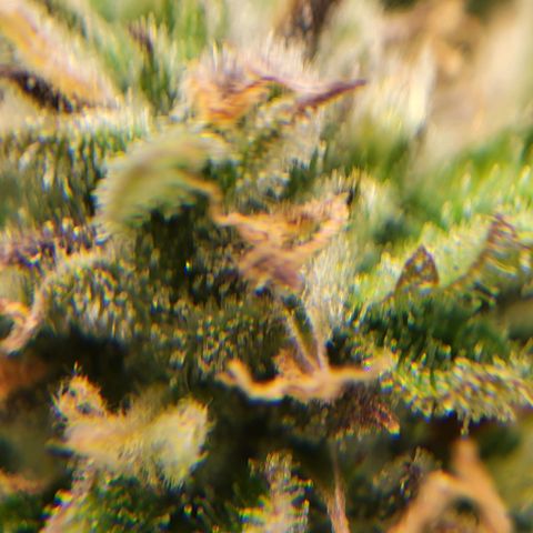 Apple Fritter growlog timeline photo