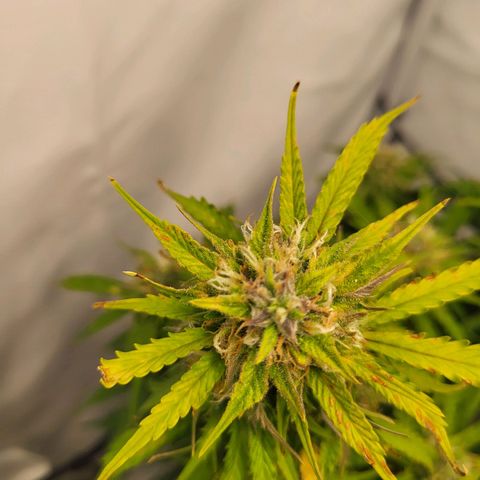 Apple Fritter growlog timeline photo