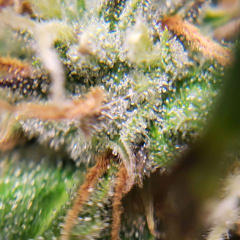 Apple Fritter growlog timeline photo