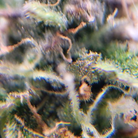 Apple Fritter growlog timeline photo