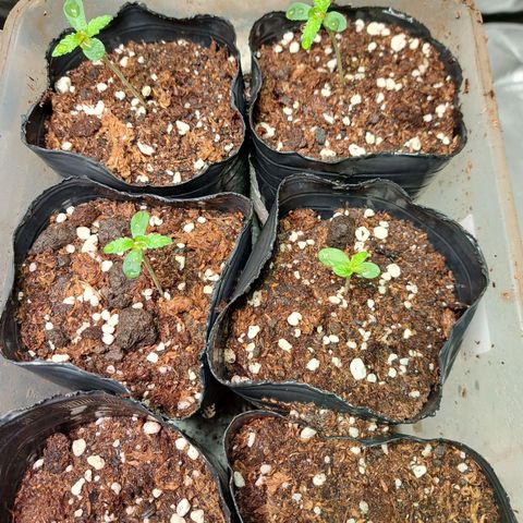 Crema de Frutas growlog timeline photo