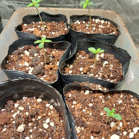 Crema de Frutas growlog timeline photo