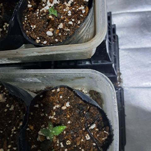 Regulares growlog timeline photo