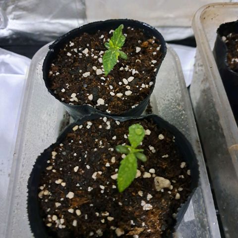 Royal Moby 1 growlog timeline photo