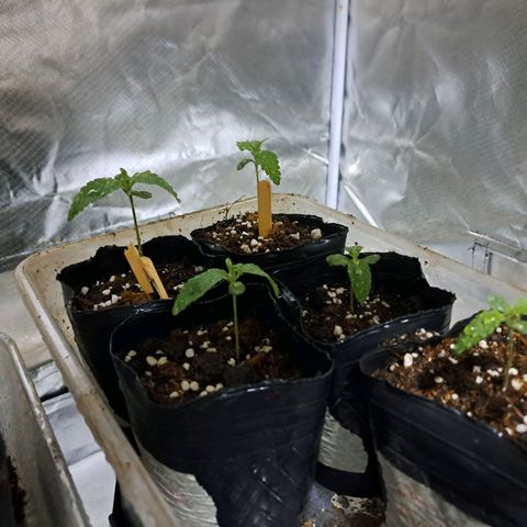 Crema de Frutas growlog timeline photo