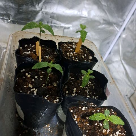 Crema de Frutas growlog timeline photo