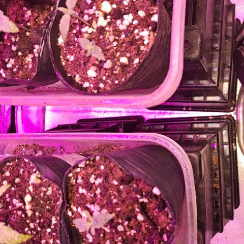 Regulares growlog timeline photo