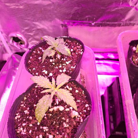 Royal Moby 1 growlog photo: La nro 1 presenta manchas y la nro 2 crece bien