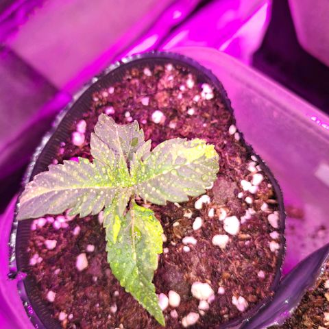 Royal Moby 1 growlog photo: La nro 1 presenta manchas y la nro 2 crece bien