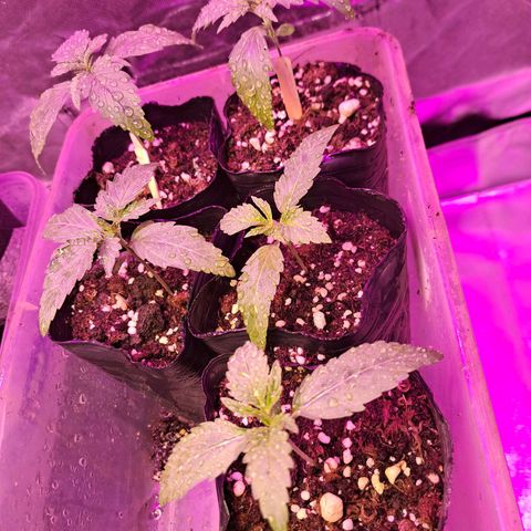 Crema de Frutas growlog photo: Nro 1 banana crece despacio
Nro 1 galletita crece despacio
Nro 2 galletita crece bien
Nro 1 y 2 fruta crecen grandes 
