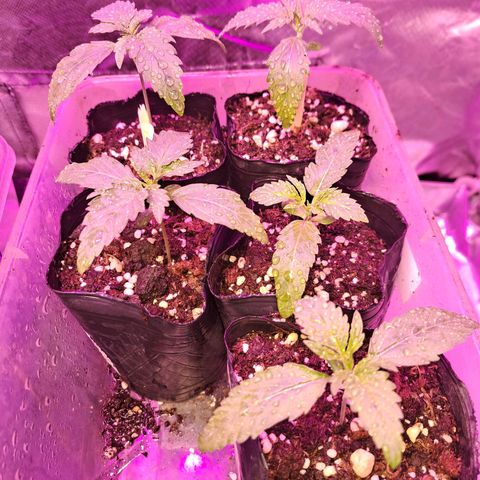 Crema de Frutas growlog photo: Nro 1 banana crece despacio
Nro 1 galletita crece despacio
Nro 2 galletita crece bien
Nro 1 y 2 fruta crecen grandes 