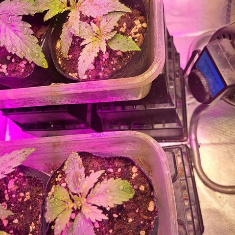 Regulares growlog timeline photo