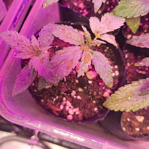 Regulares growlog timeline photo