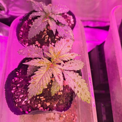 Royal Moby 1 growlog timeline photo