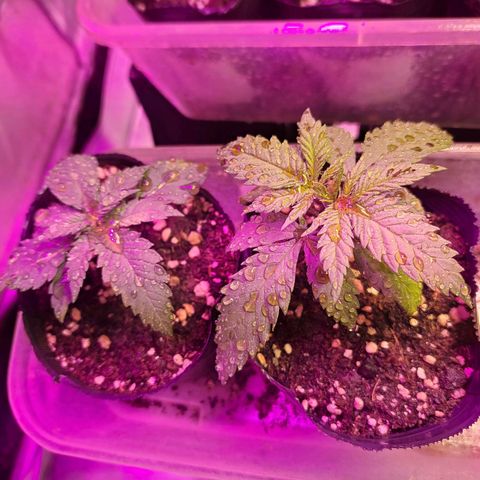 Royal Moby 1 growlog timeline photo
