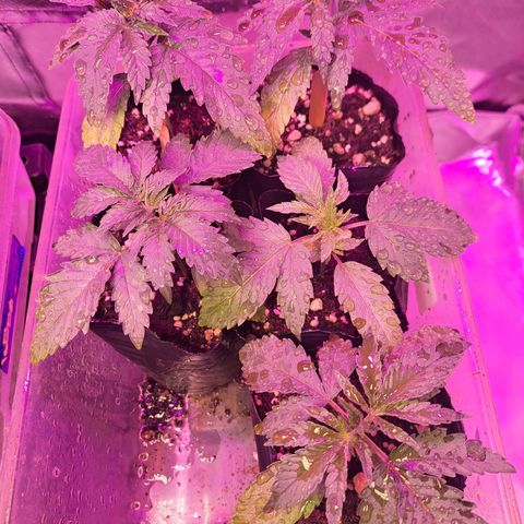 Crema de Frutas growlog timeline photo