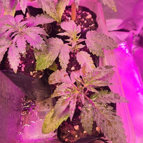 Crema de Frutas growlog timeline photo