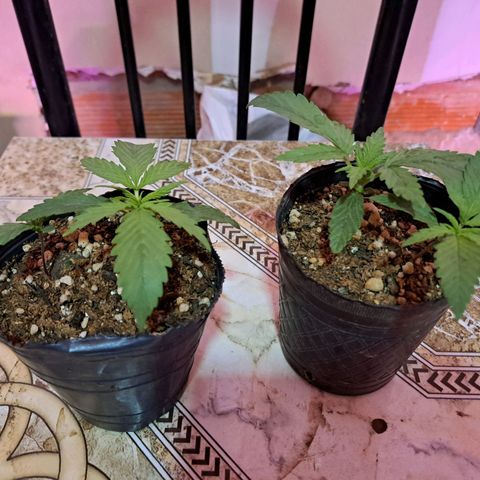 Regulares growlog photo: 2nov23. Trasplante a maceta de 10lts. 
Regamos 1lt fértil de enraizamiento 