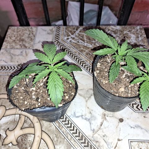 Regulares growlog photo: 2nov23. Trasplante a maceta de 10lts. 
Regamos 1lt fértil de enraizamiento 