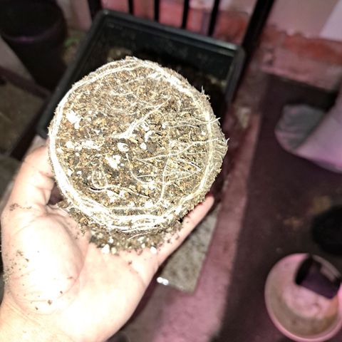 Regulares growlog timeline photo