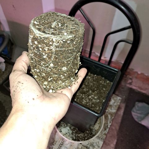 Regulares growlog timeline photo