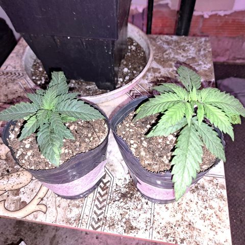 Royal Moby 1 growlog photo: 2nov23. Trasplante a maceta de 10lts. 
Regamos 1lt fértil de enraizamiento 