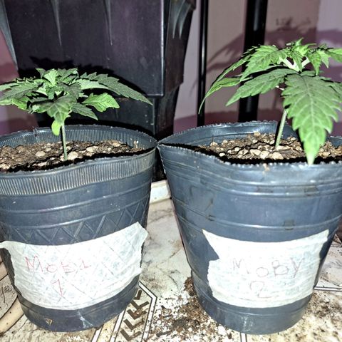 Royal Moby 1 growlog photo: 2nov23. Trasplante a maceta de 10lts. 
Regamos 1lt fértil de enraizamiento 