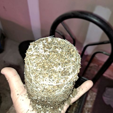 Royal Moby 1 growlog photo: 2nov23. Trasplante a maceta de 10lts. 
Regamos 1lt fértil de enraizamiento 