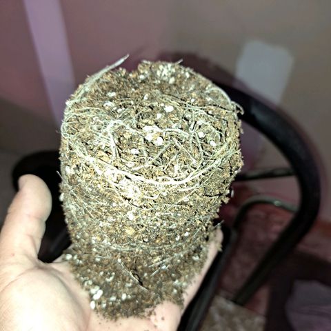 Royal Moby 1 growlog photo: 2nov23. Trasplante a maceta de 10lts. 
Regamos 1lt fértil de enraizamiento 