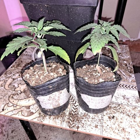 Crema de Frutas growlog timeline photo