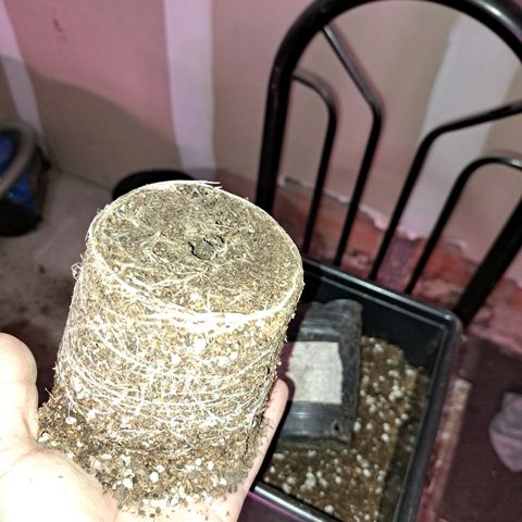 Crema de Frutas growlog photo: 2nov23. Trasplante a maceta de 10lts. 
Regamos 1lt fértil de enraizamiento 