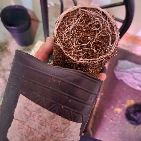 Crema de Frutas growlog timeline photo