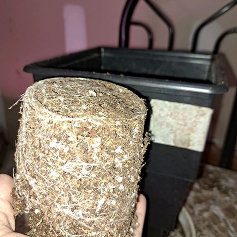 Crema de Frutas growlog timeline photo