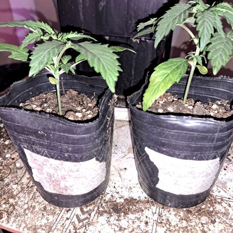 Crema de Frutas growlog timeline photo