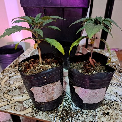 Crema de Frutas growlog timeline photo