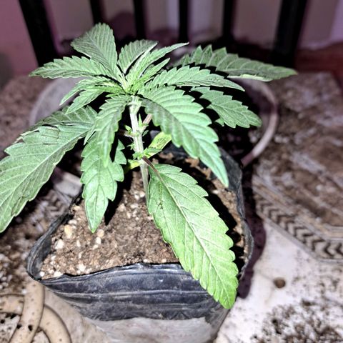 Crema de Frutas growlog photo: 2nov23. Trasplante a maceta de 10lts. 
Regamos 1lt fértil de enraizamiento 