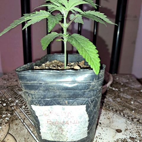 Crema de Frutas growlog photo: 2nov23. Trasplante a maceta de 10lts. 
Regamos 1lt fértil de enraizamiento 