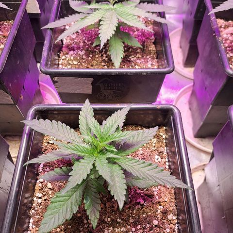Royal Moby 1 growlog timeline photo
