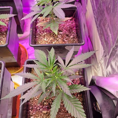 Crema de Frutas growlog photo: Gema de fruta