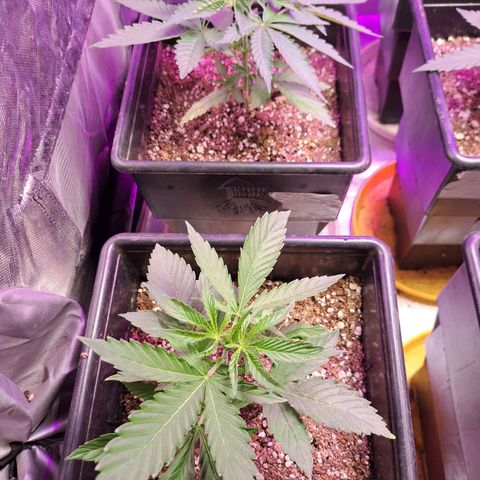 Crema de Frutas growlog photo: Crema de galletita