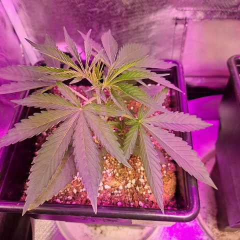 Crema de Frutas growlog photo: Gema banana
