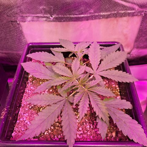 Regulares growlog photo: 2 regulares