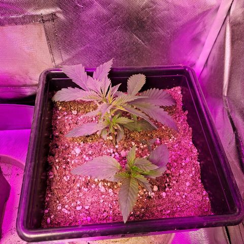 Regulares growlog photo: 2 regulares