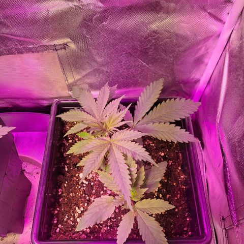 Regulares growlog timeline photo
