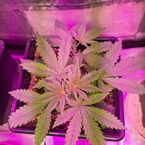Regulares growlog timeline photo