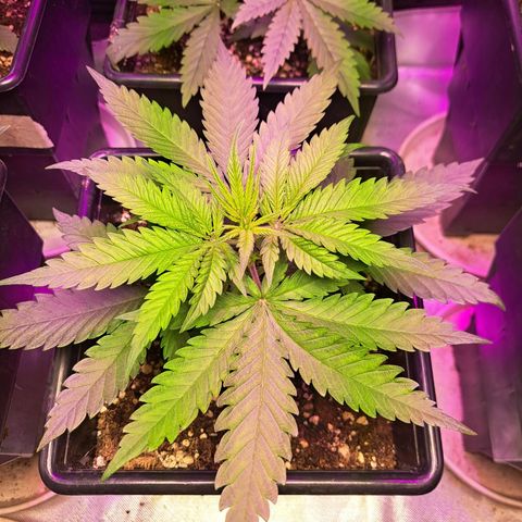 Royal Moby 1 growlog timeline photo