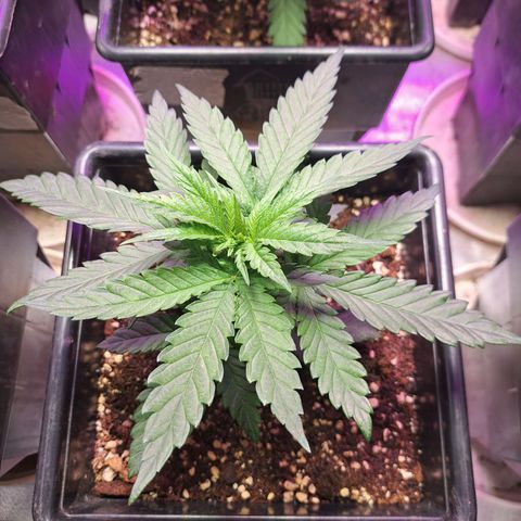 Royal Moby 1 growlog photo: Moby 1
Moby 2