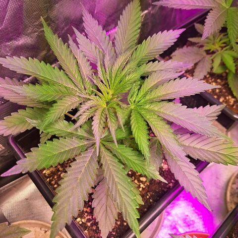 Crema de Frutas growlog photo: Gema de galletita 1 y 2 