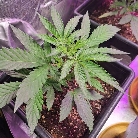 Crema de Frutas growlog photo: Gema de galletita 1 y 2 